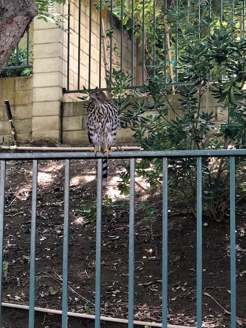 Cooper's Hawk on fence near bird feeders.